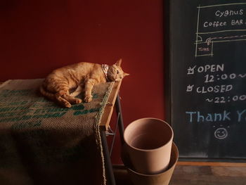 Cat sitting on table