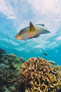 Fish swimming in sea