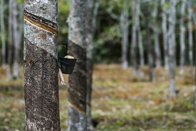 Wooden post on field by trees in forest