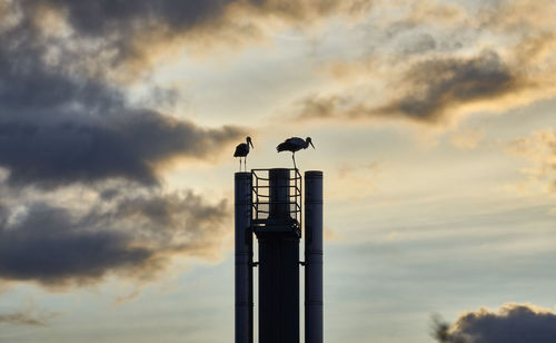 Low angle view of birds perching on pole against sky