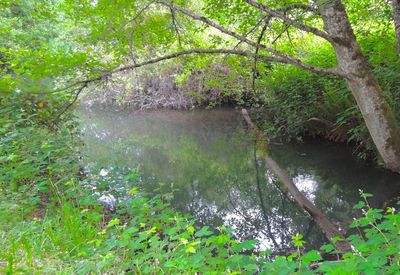 Reflection of trees in water