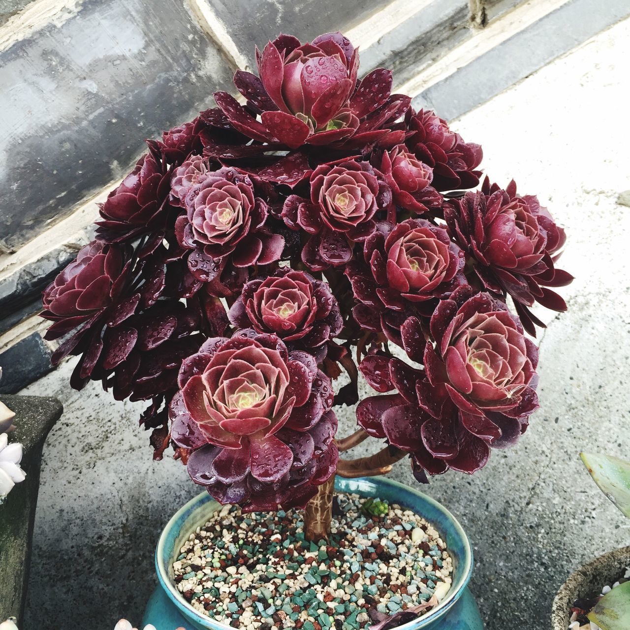 flower, freshness, petal, red, high angle view, fragility, flower head, close-up, plant, indoors, potted plant, nature, no people, day, pink color, growth, rose - flower, beauty in nature, vase