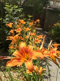 Close-up of orange flowering plant in back yard