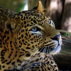 Close-up of tiger