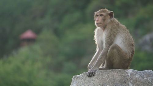 Side view of monkey sitting on rock