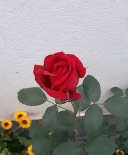 Close-up of red rose