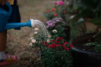 Low section of woman watering flowering plants