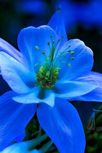 Close-up of blue flower