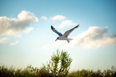 Low angle view of bird flying in sky