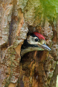 Young great spotted woodpecker on the nest in the willow forest