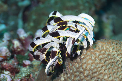 Close-up of shell on the sea