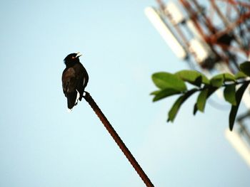Close-up of myna on pole against sky