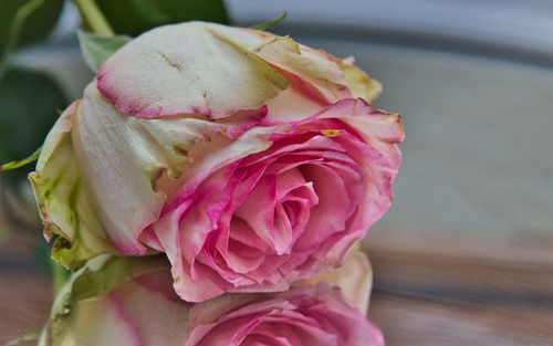 Close-up of pink rose flower