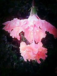 Close-up of raindrops on pink flower blooming outdoors