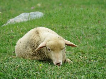 Sheep in a field