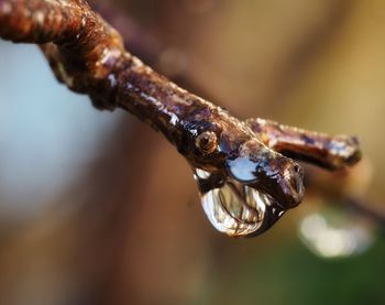 Close-up of raindrops on twig