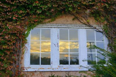 House with trees in background