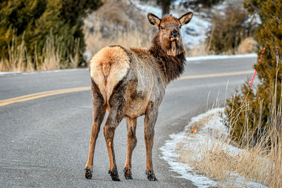 Portrait of deer standing on road