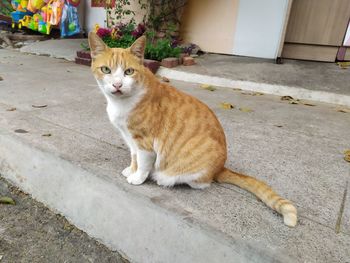 Portrait of cat sitting outdoors