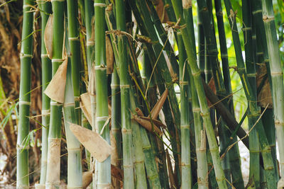 Close-up of bamboo plants on field