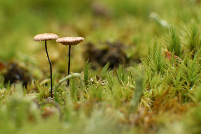 Close-up of mushrooms growing on grass