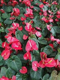 Close-up of red leaves