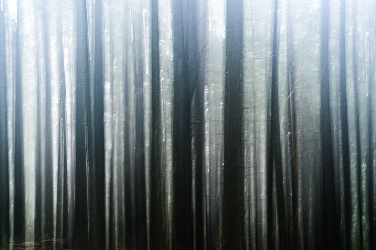 CLOSE-UP OF BAMBOO TREES IN FOREST
