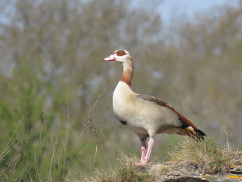 Close-up of bird perching on grass