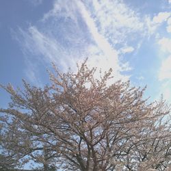 Low angle view of tree against sky