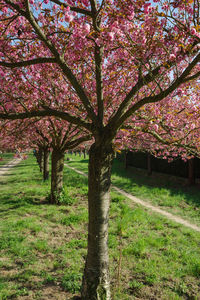 Pink cherry blossoms in spring