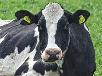 Portrait of cow on field