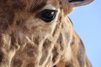 Close-up of a horse