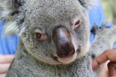 Close-up portrait of lion