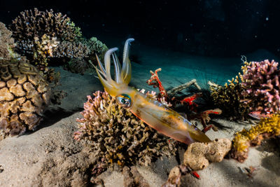 Squid in the red sea colorful and beautiful, eilat israel