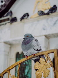 Low angle view of pigeon perching on wood