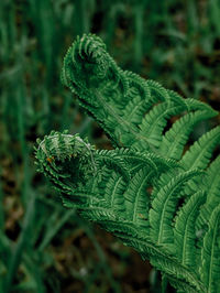 Close-up of fern leaf