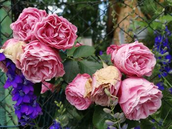 Close-up of pink roses