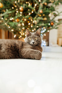 Close-up of a cat