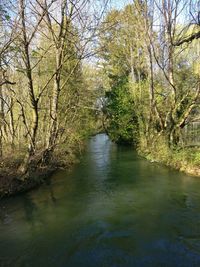 Scenic view of river amidst trees in forest