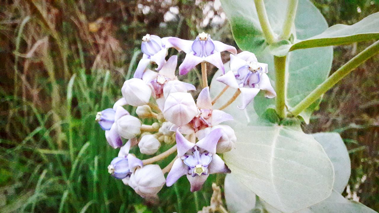 flower, freshness, growth, fragility, petal, purple, flower head, focus on foreground, beauty in nature, close-up, nature, plant, blooming, field, in bloom, day, outdoors, high angle view, no people, blossom