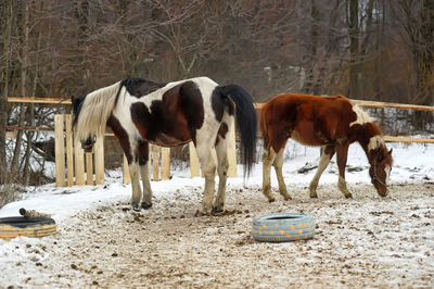 Horses standing in ranch