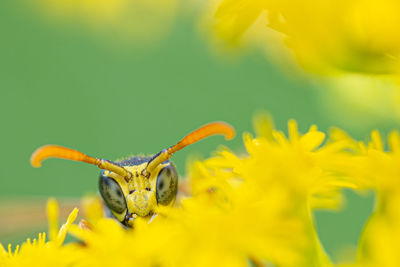 Close-up of honey bee on yellow flower