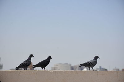Birds perching on the ground