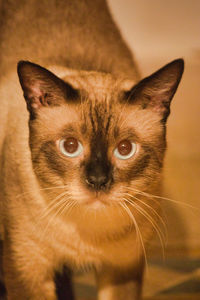 Close-up portrait of cat at home