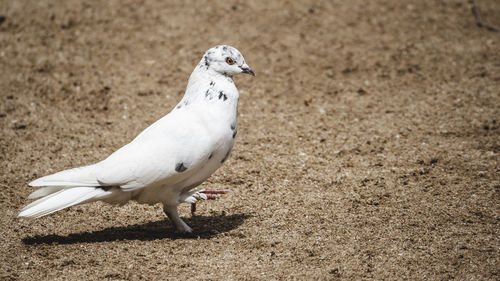 Seagull perching on a land