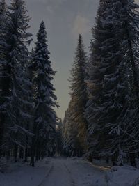 Snow covered pine trees in forest during winter