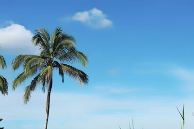 Low angle view of palm tree against blue sky