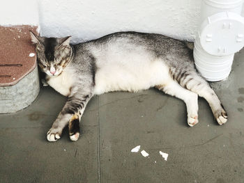 High angle view of cat lying on floor