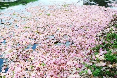 High angle view of pink flowers on field