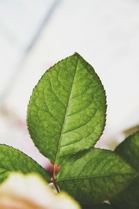 Close-up of green leaf